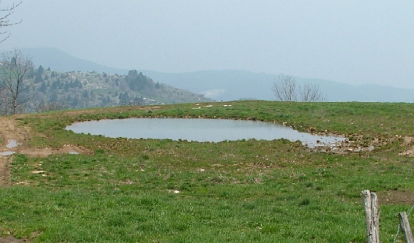 Dytiscus marginalis e Acilius sulcatus in quota